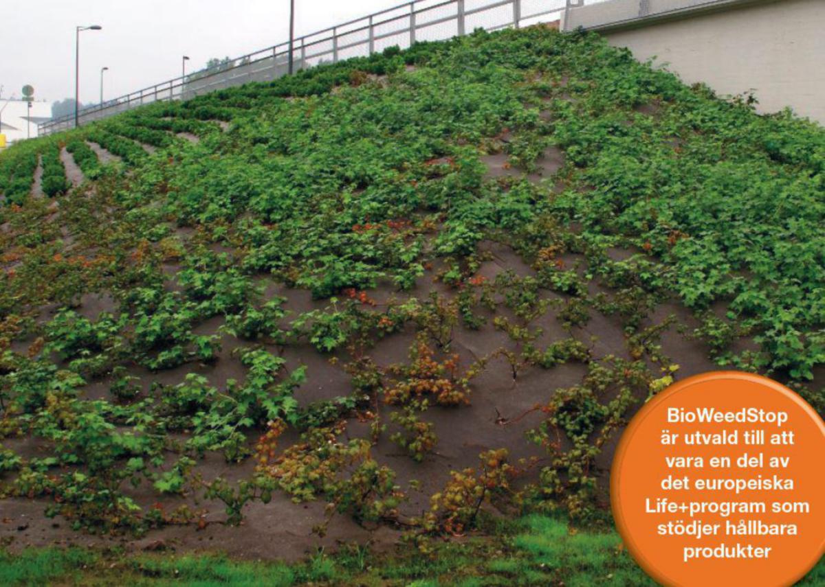 Bioweed ogräsduk - BIOWEEDSTOP 157G/M2. 2X100M MÖRKBRUN